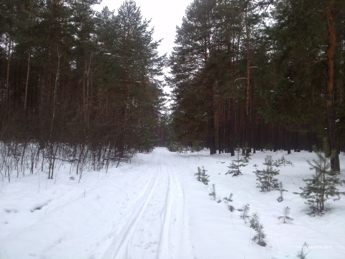Зимний лес 2016