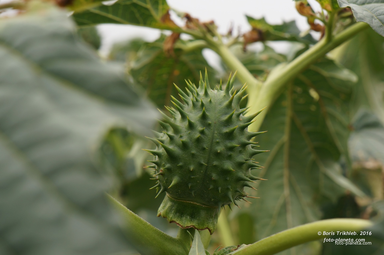 Михайловка