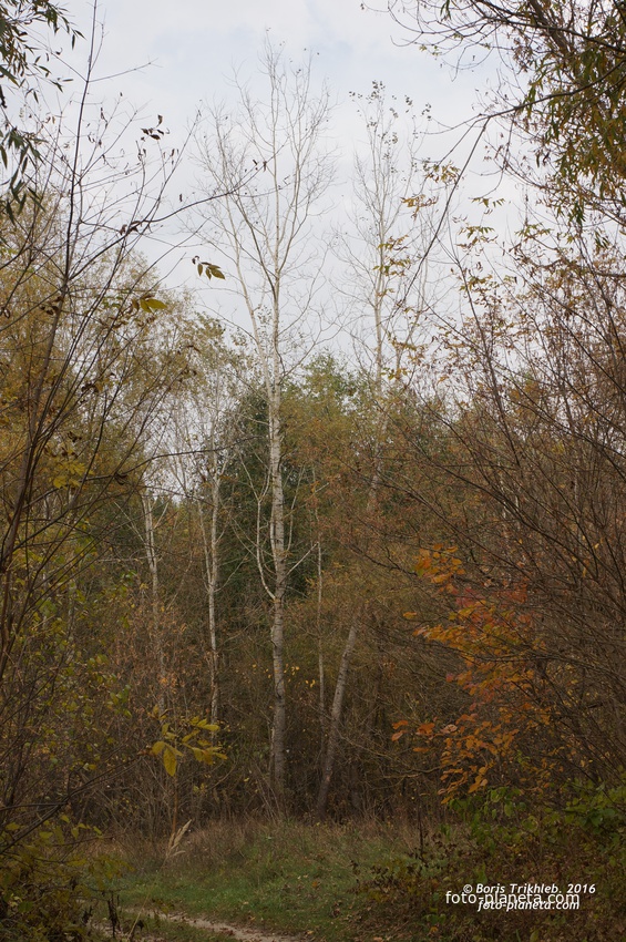 Михайловка