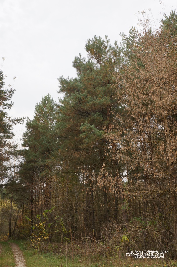 Михайловка