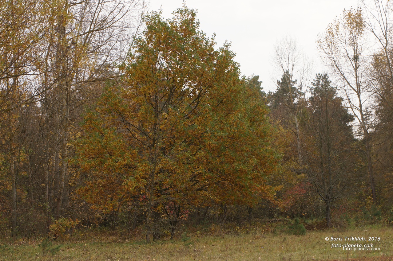 Михайловка