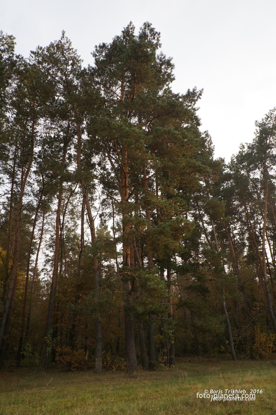 Михайловка