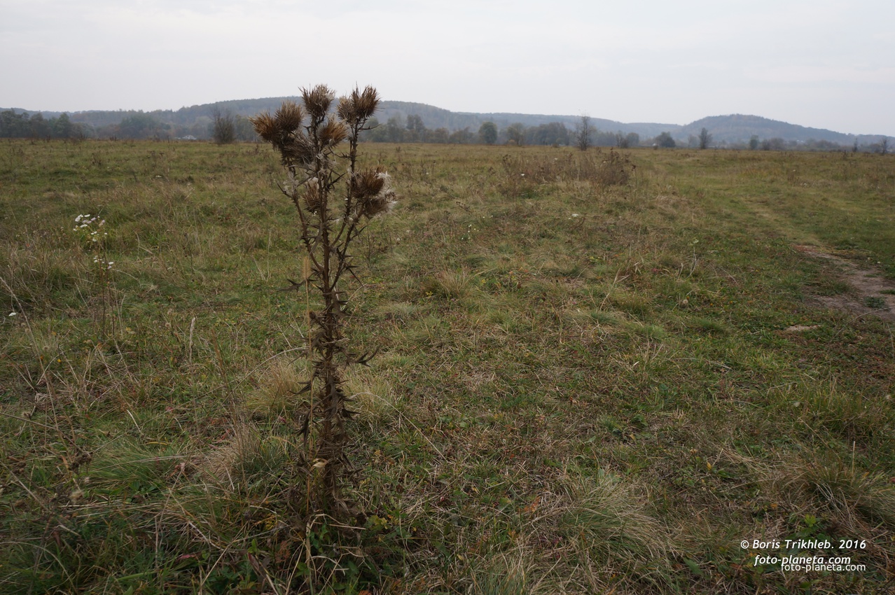 Михайловка, луг