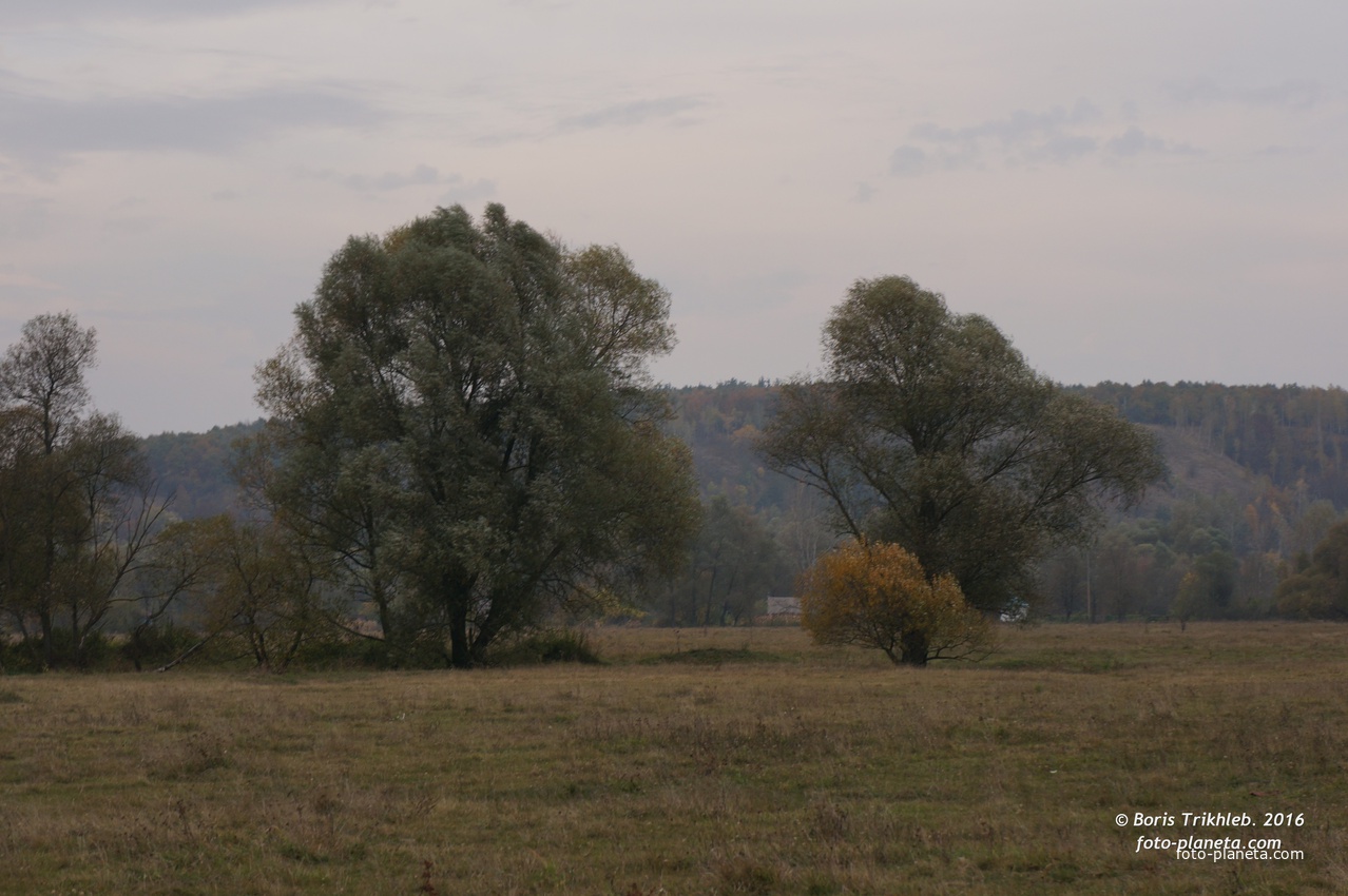 Михайловка, луг