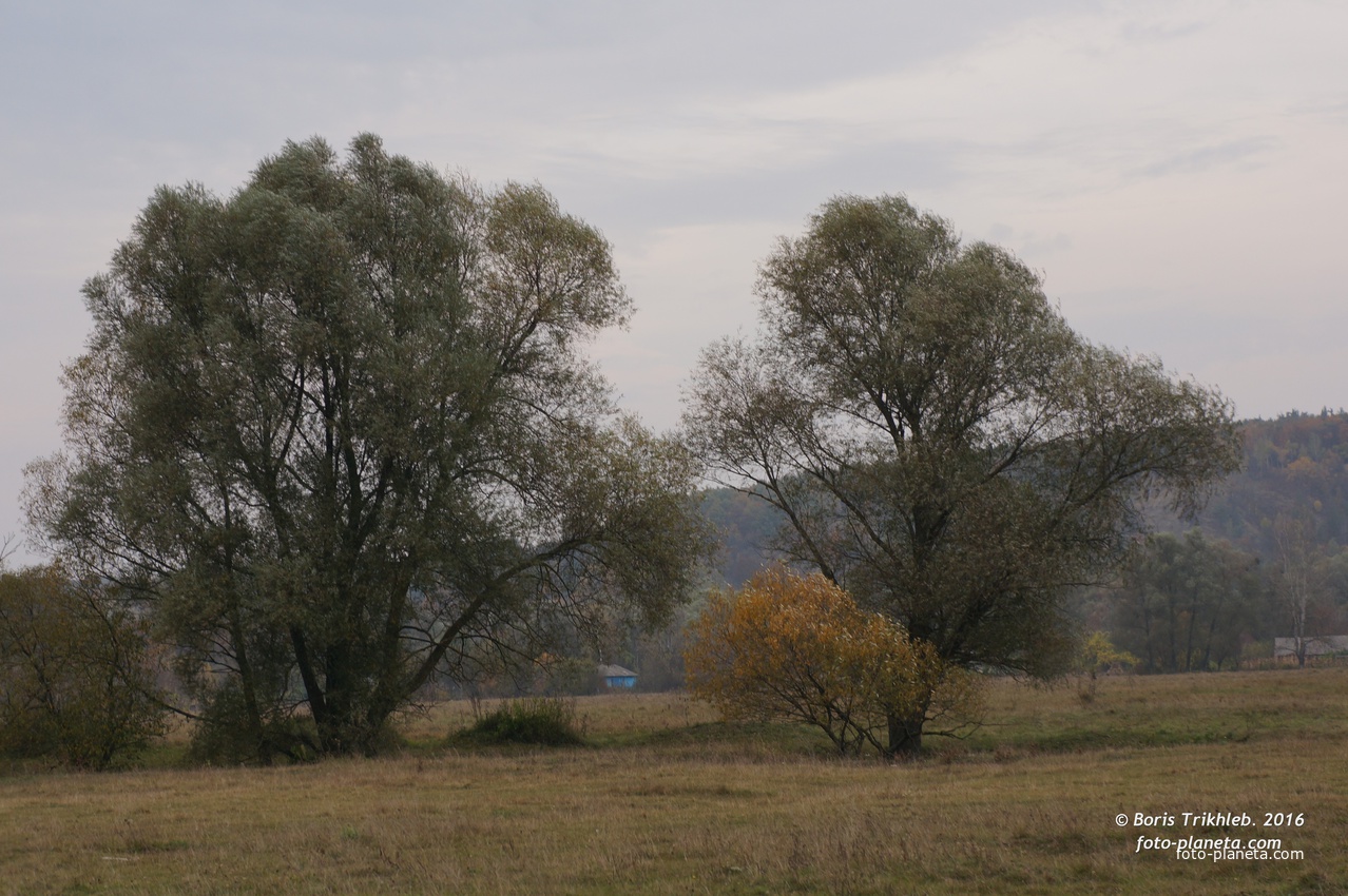 Михайловка, луг