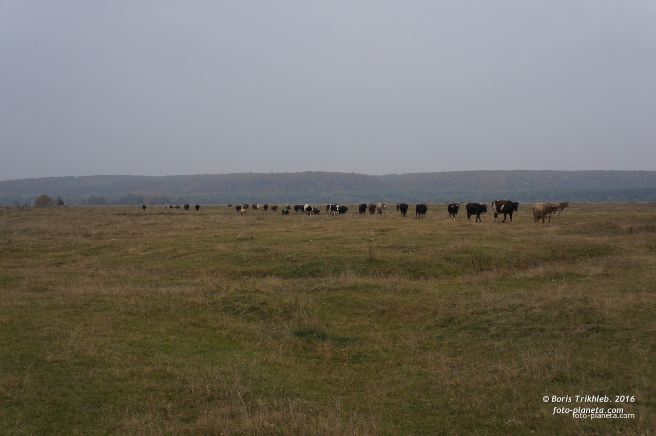Михайловка, луг