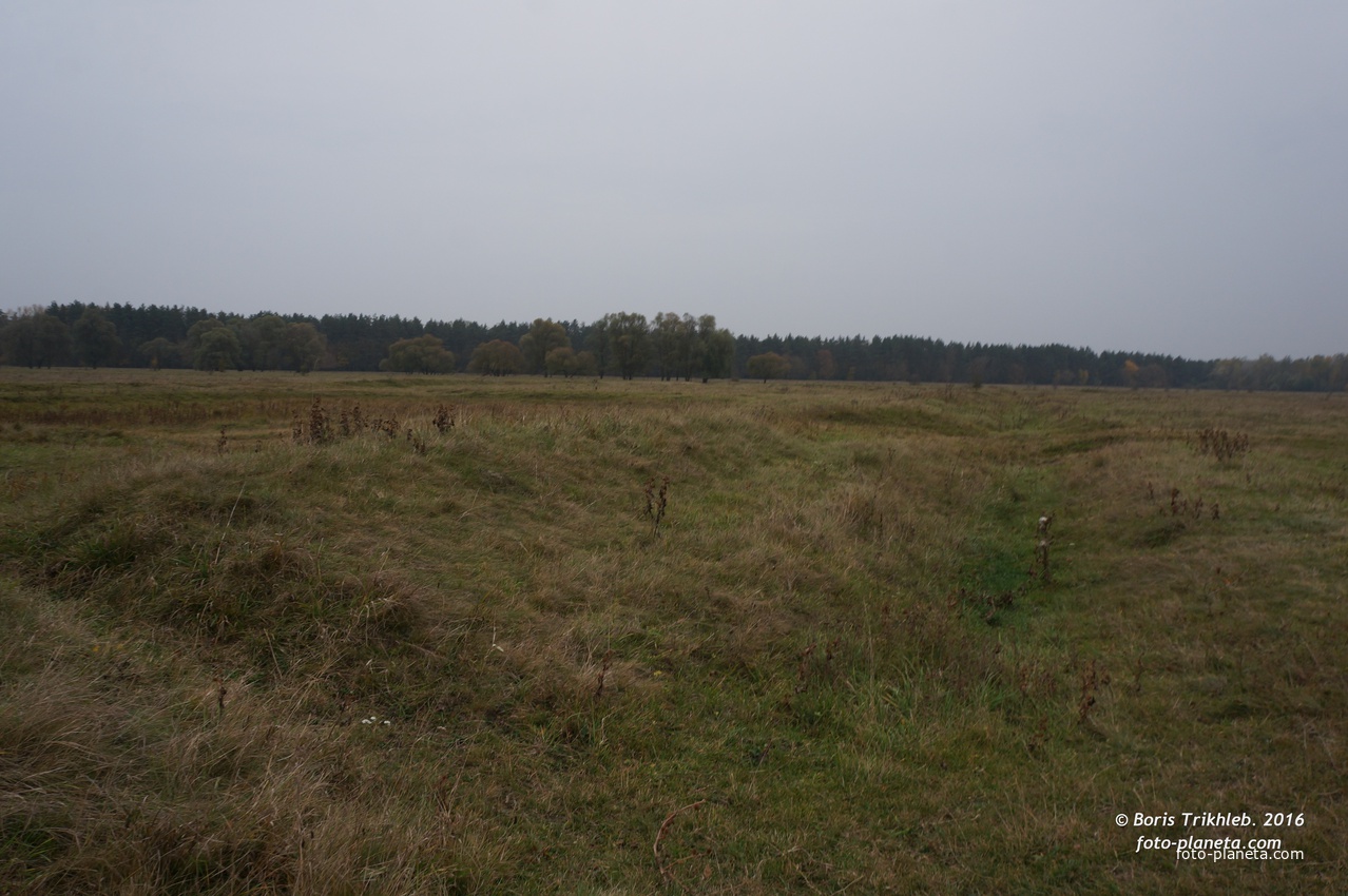 Михайловка, луг