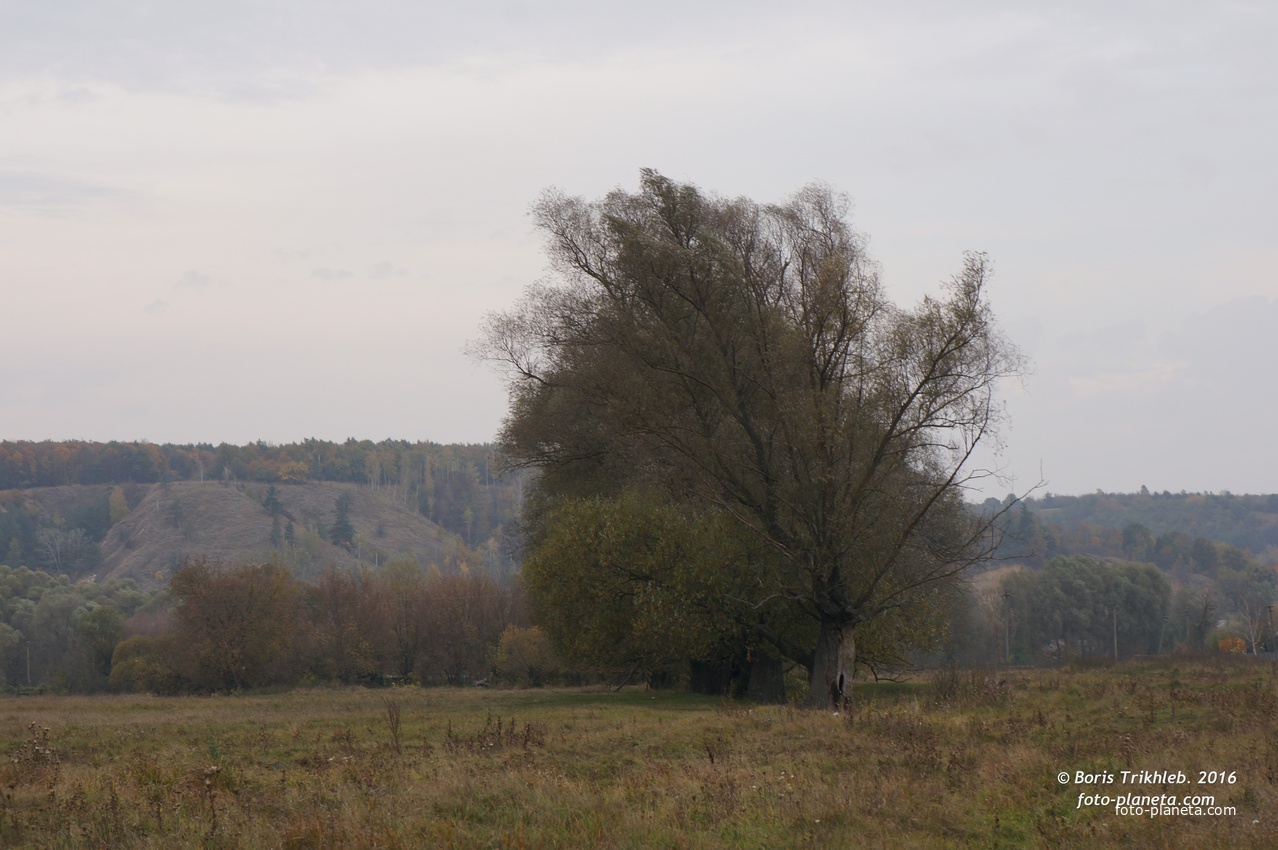 Михайловка, луг