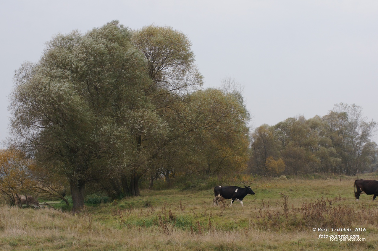 Михайловка, луг