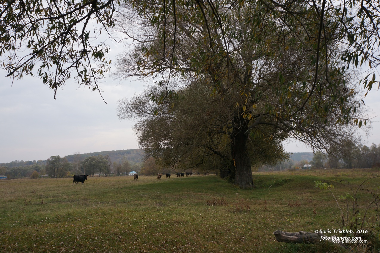 Михайловка, луг