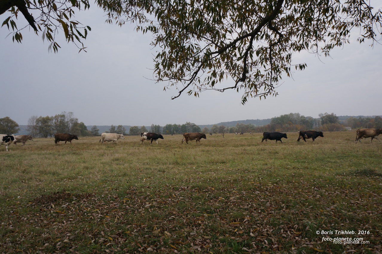 Михайловка, луг