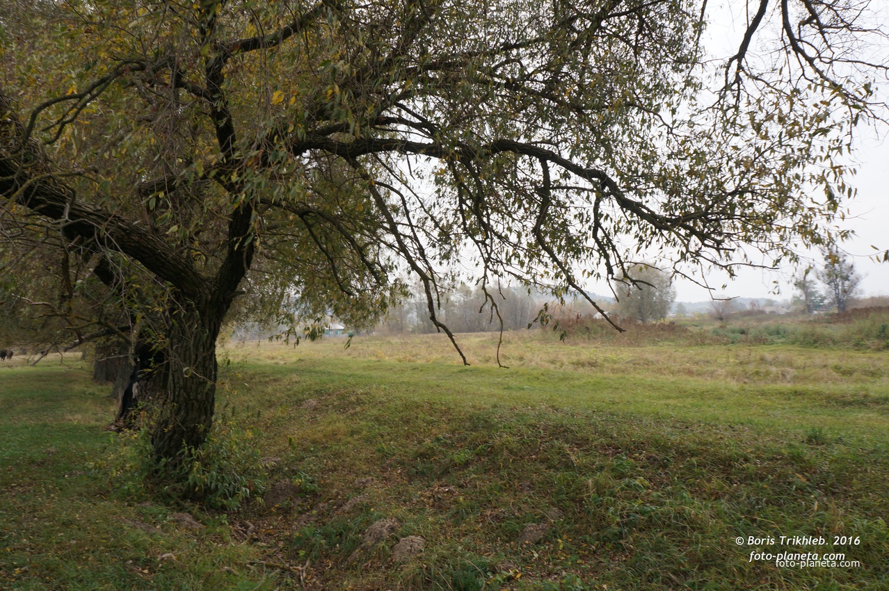 Михайловка, луг