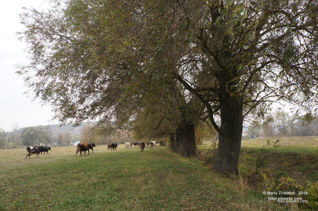 Михайловка, луг