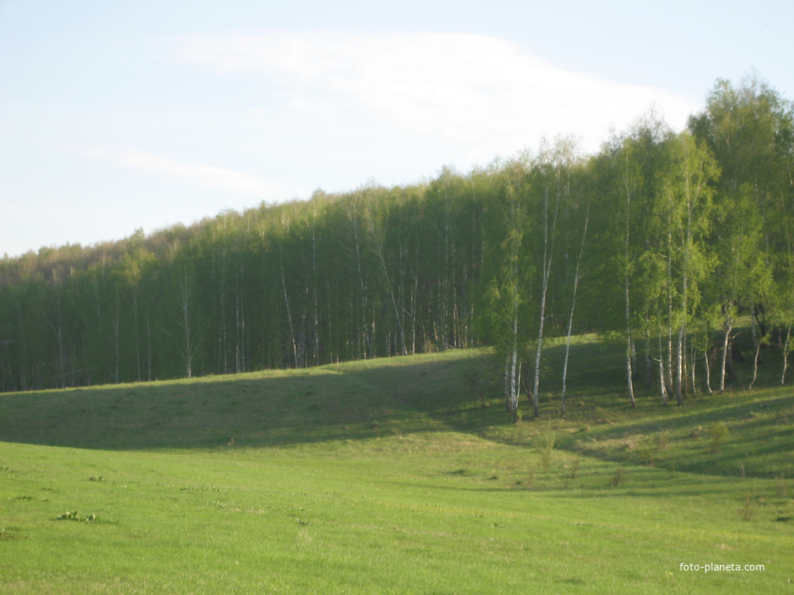 Заливной луг и Криворукий лес рядом с пос. Битюг Воловского района Тульской области