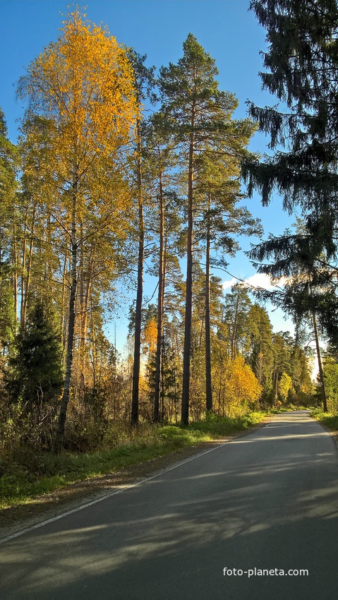 дорога в Савинки