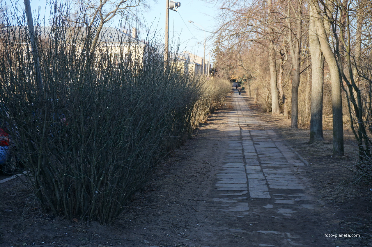 Алея на ул.Карла Маркса.