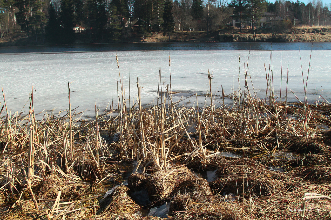 Река Оредеж