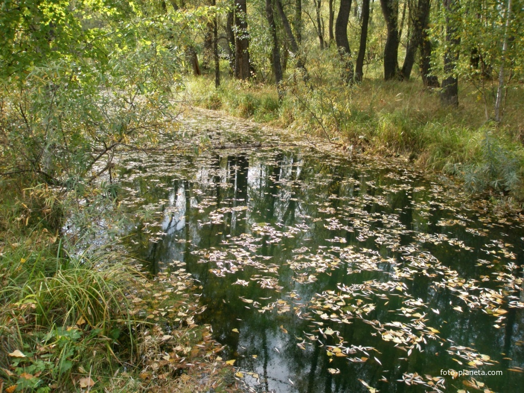 Приток р. Черемшаночка