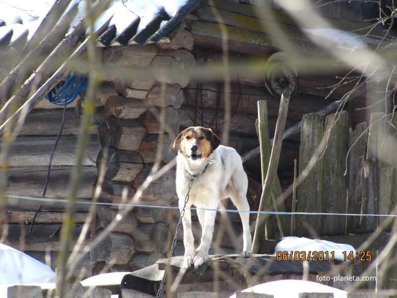 Еще один местный житель (собака Медведской Нины Антоновны)