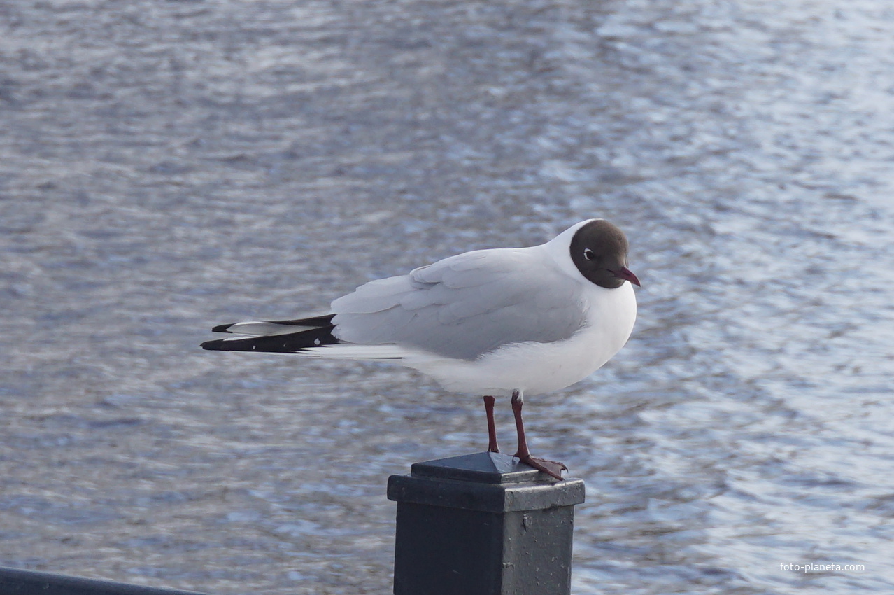 Морская чайка.