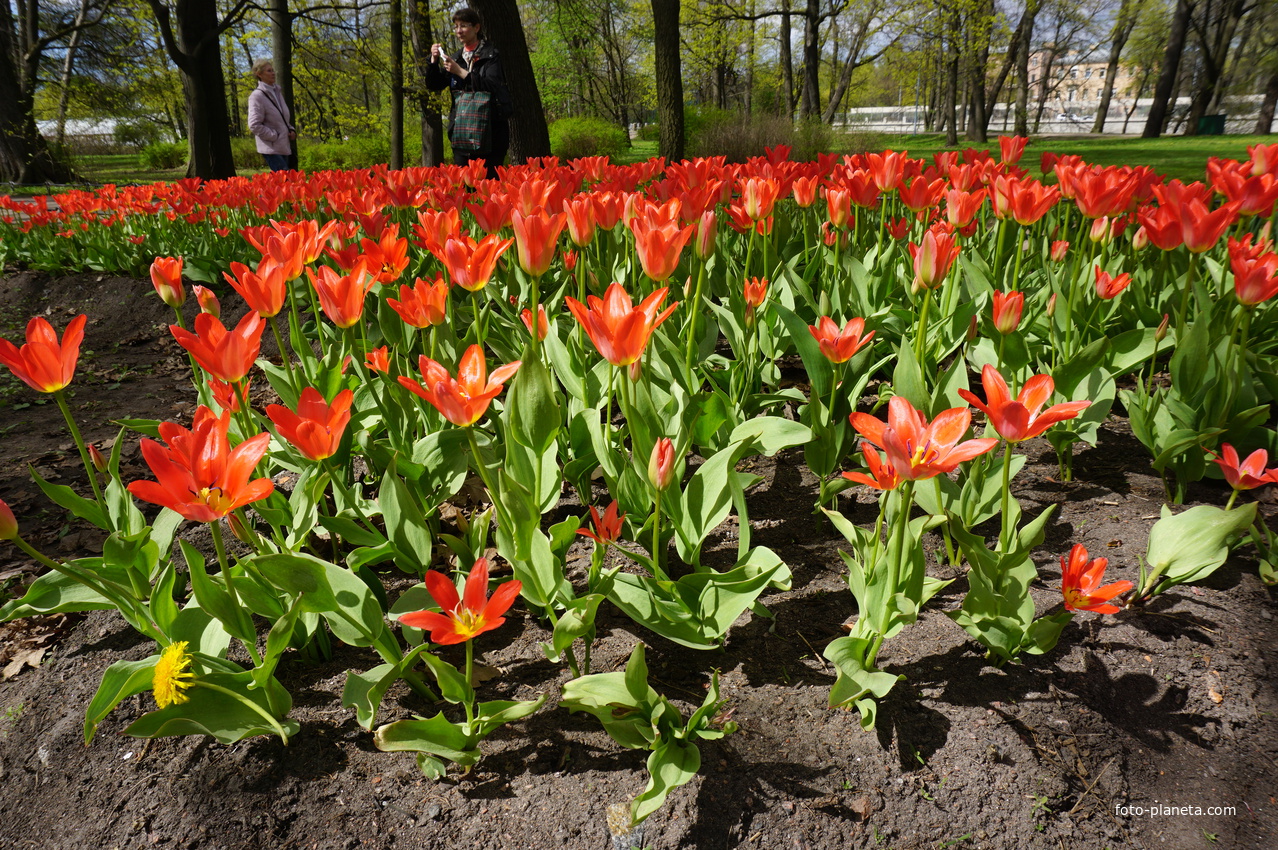 ЦПКИО.Поздняя весна.
