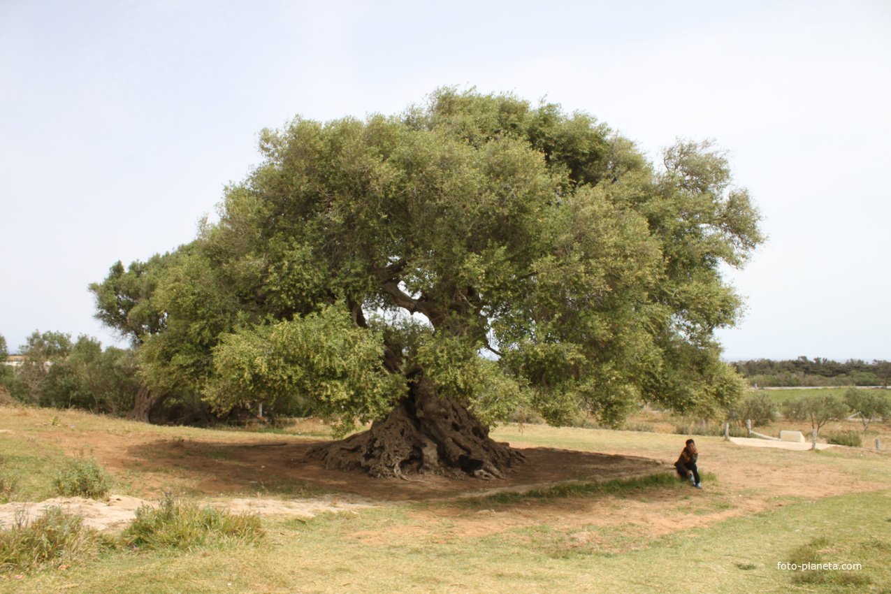 Эль-Хавария. Оливковое дерево, которому около 2500 лет.