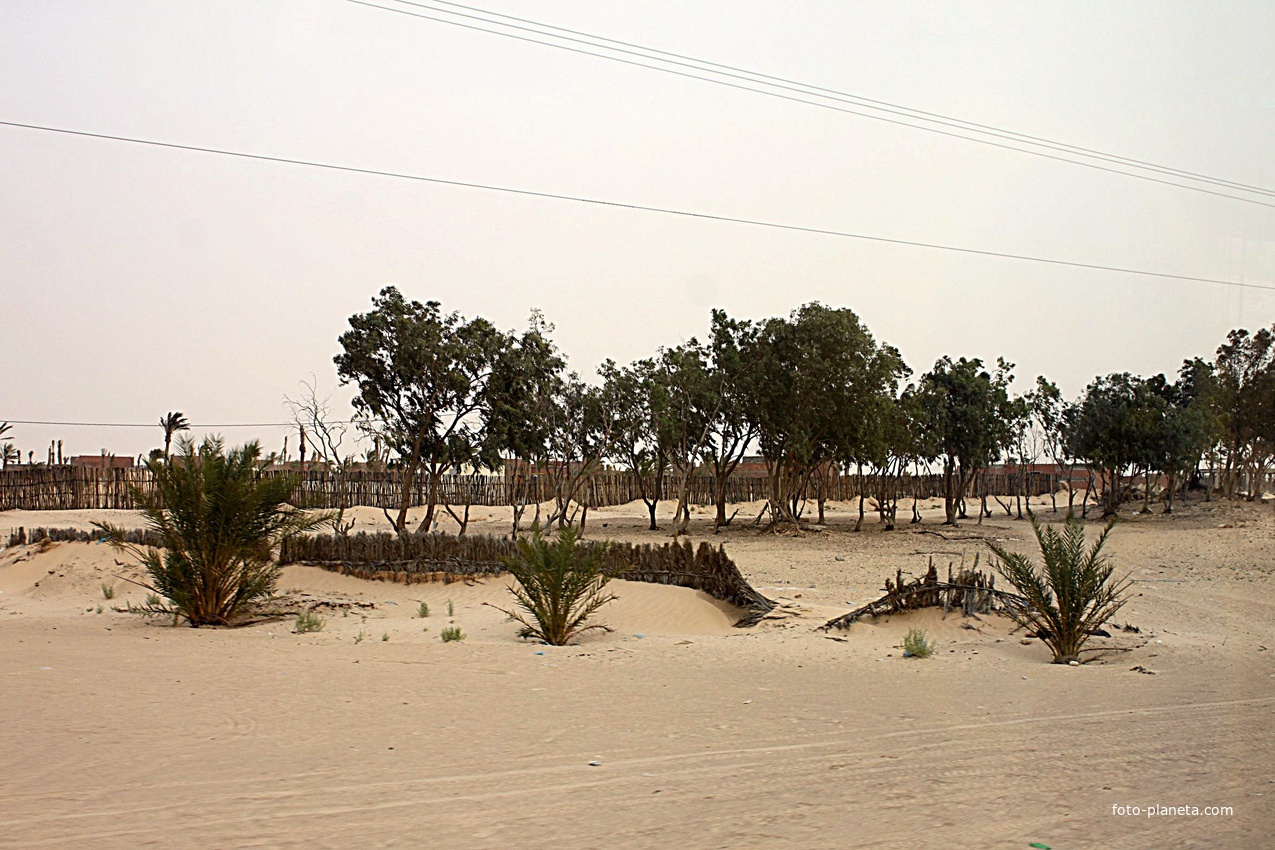 Дуз. В Сахаре.