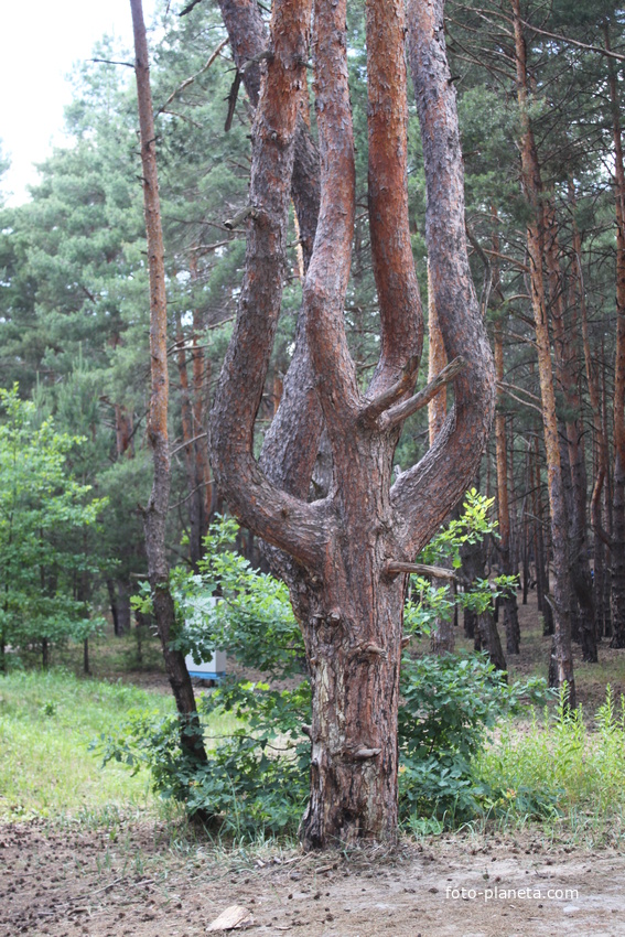 Белгород. &quot;Пикник-Парк&quot; на ул. Дальней Тихой, 2п.