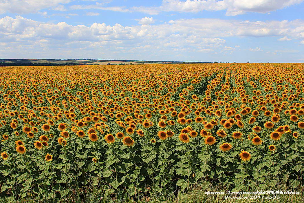 Подсолнечник вблизи  хутора Кагальничек.