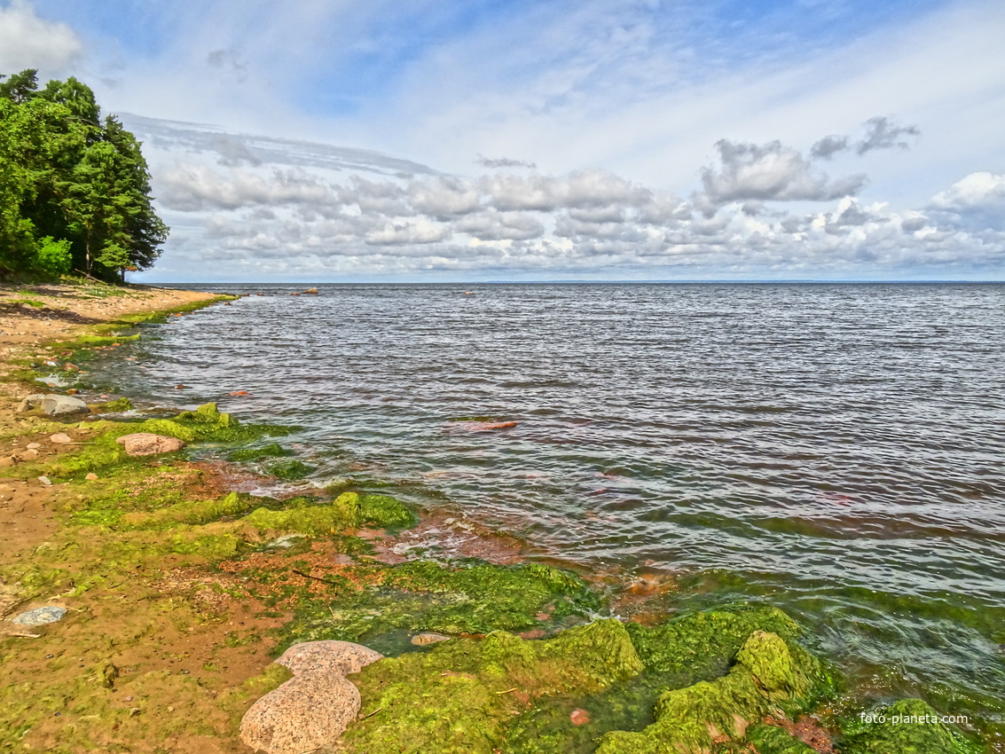 Финский залив