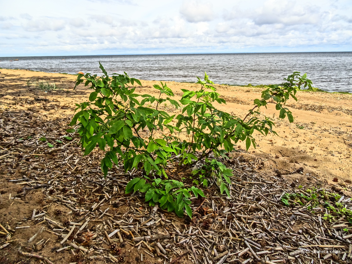 Берег Финского залива