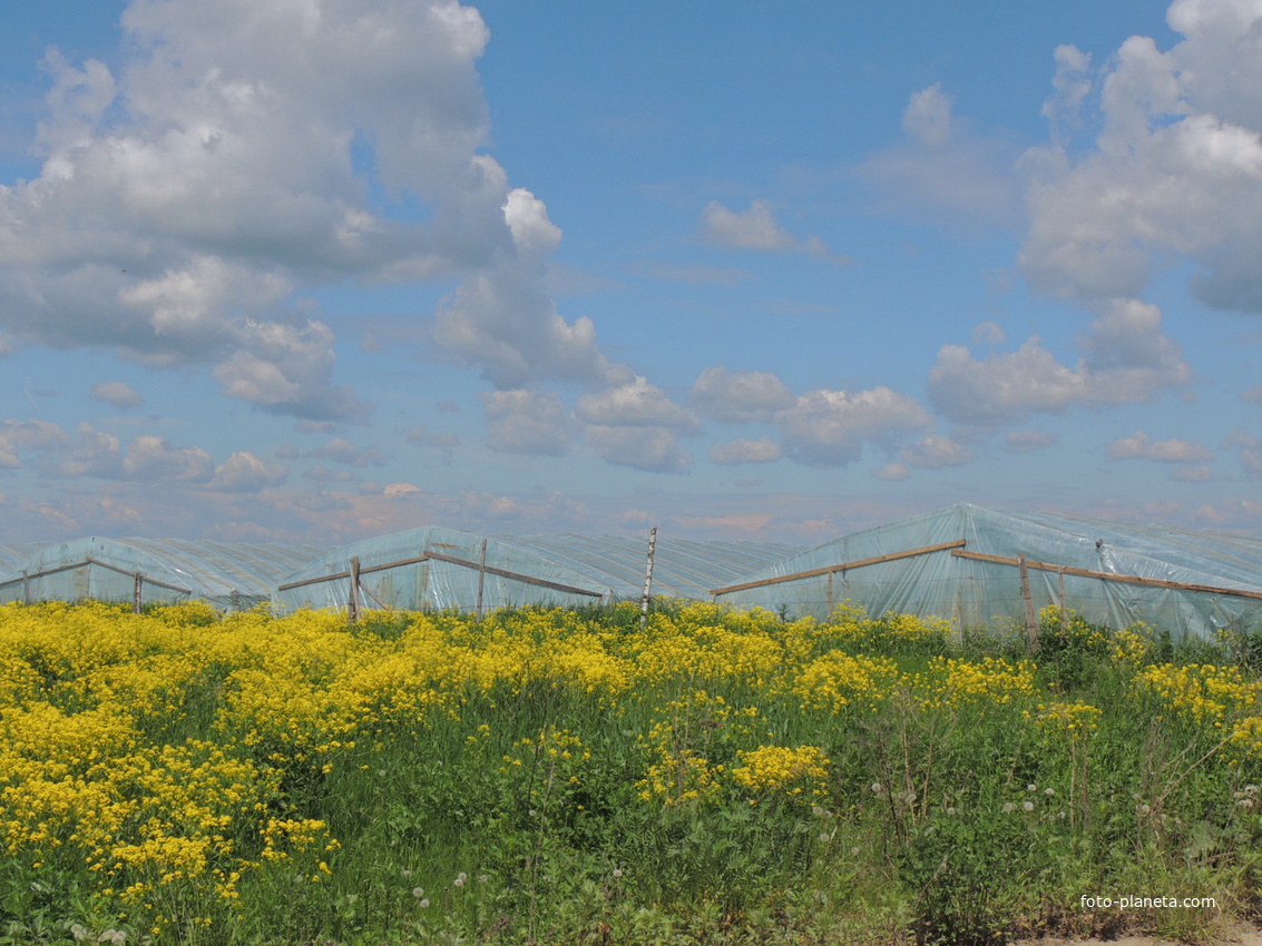 Китайские огуречный парники