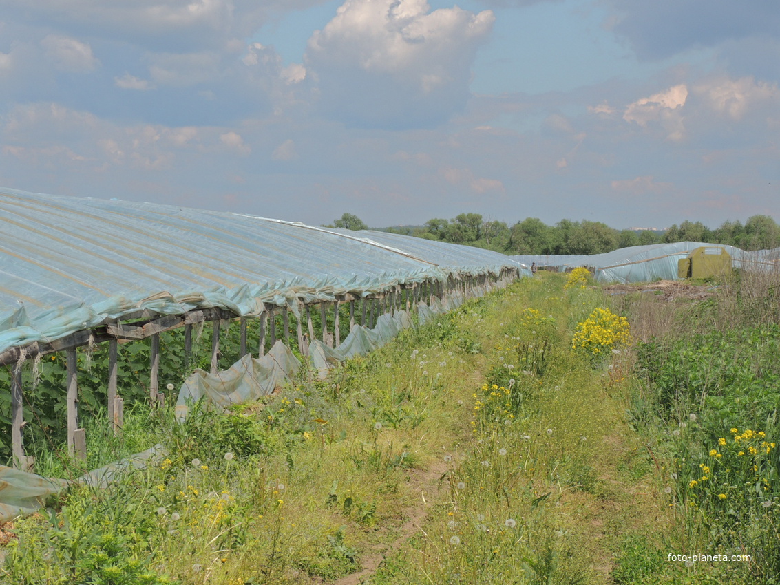 Китайские огуречный парники