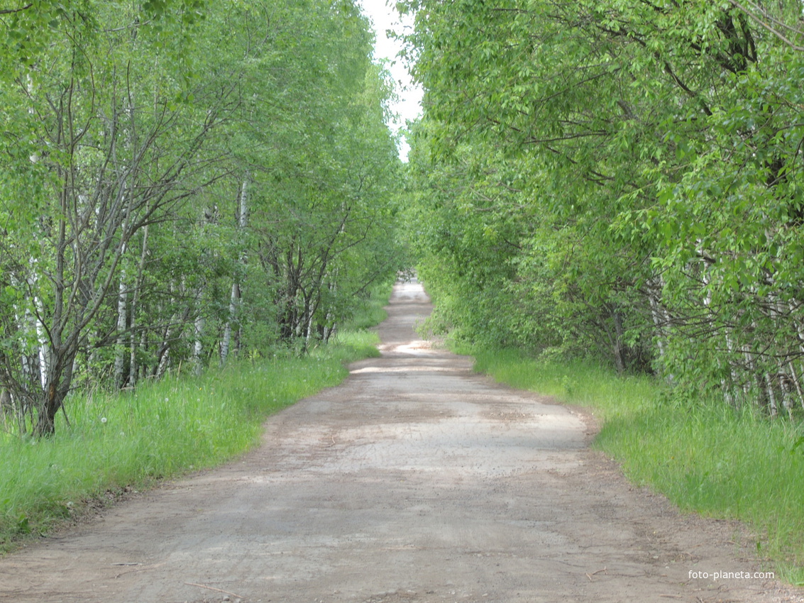 Дорога в деревню Толша
