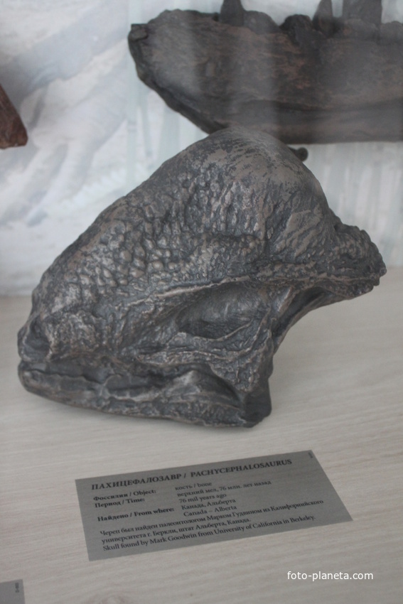 Белгород. В Музее динозавров &quot;ДиноПарка&quot;.