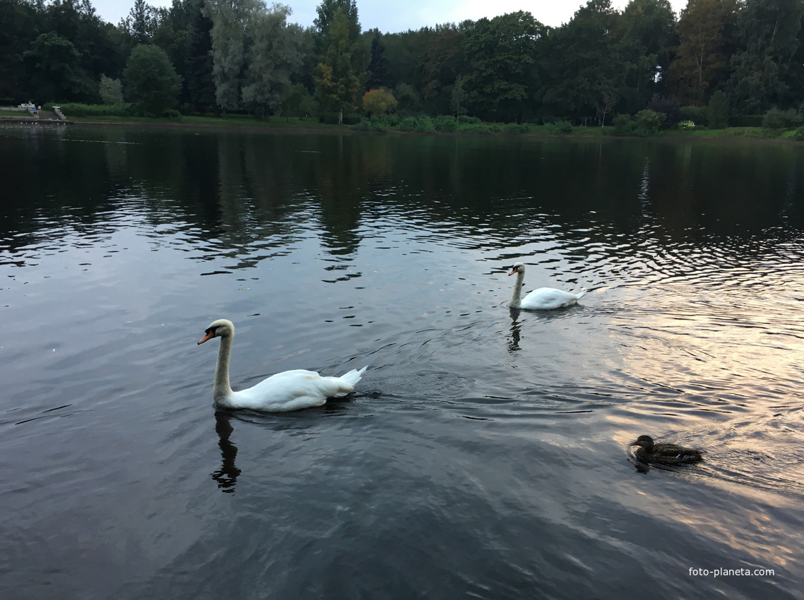 Лебяжий пруд