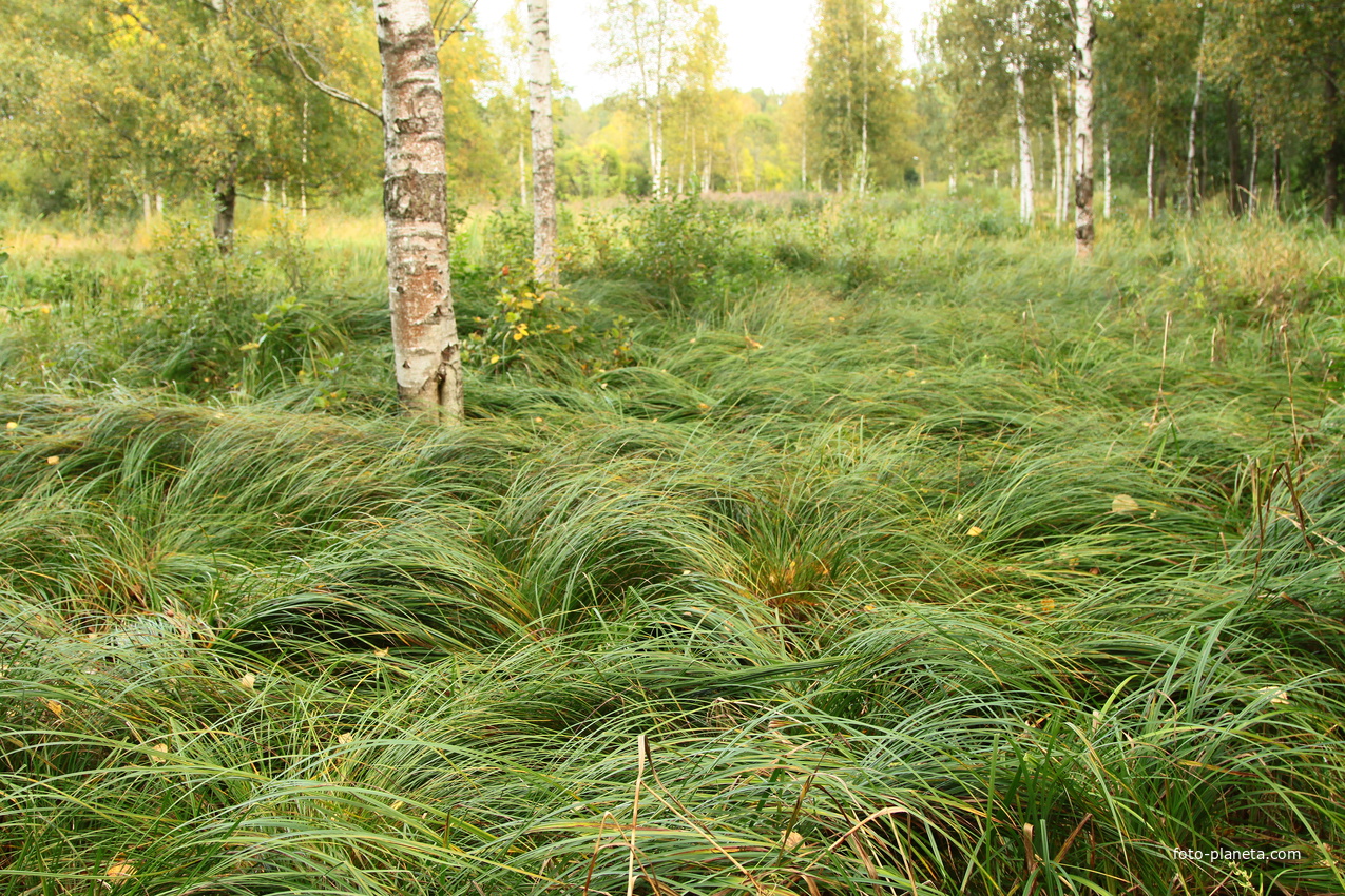 Парк Зверинец