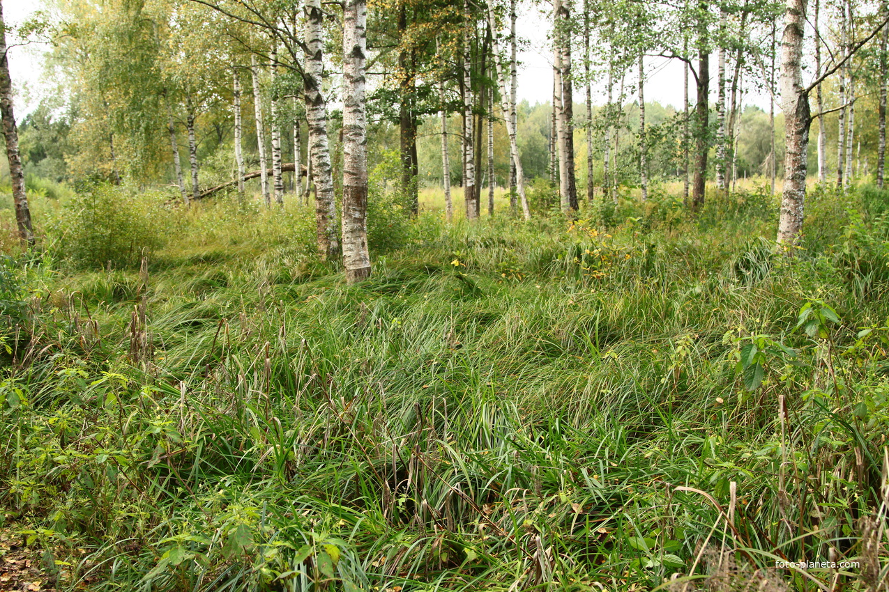 Парк Зверинец