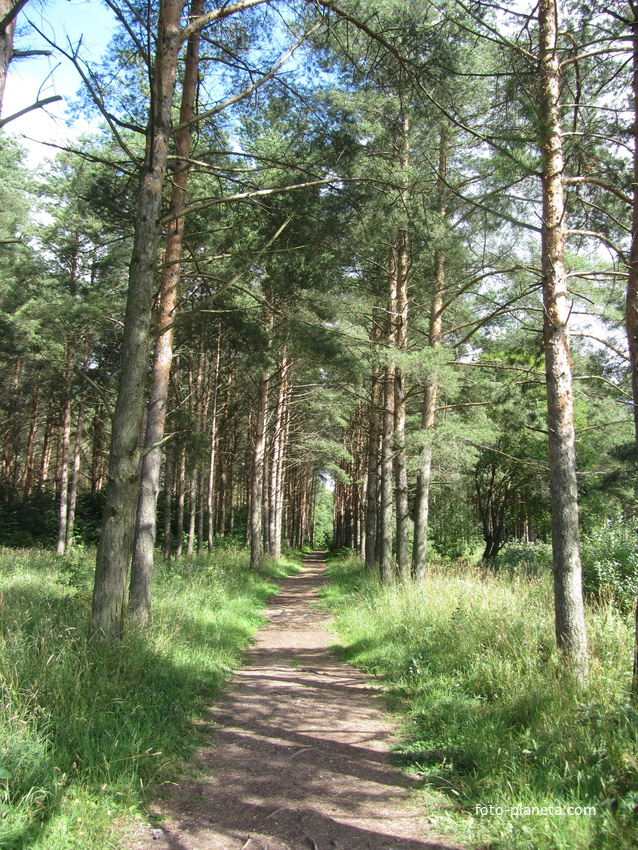 Нарвская природная тропа на ореховой горе (парк)