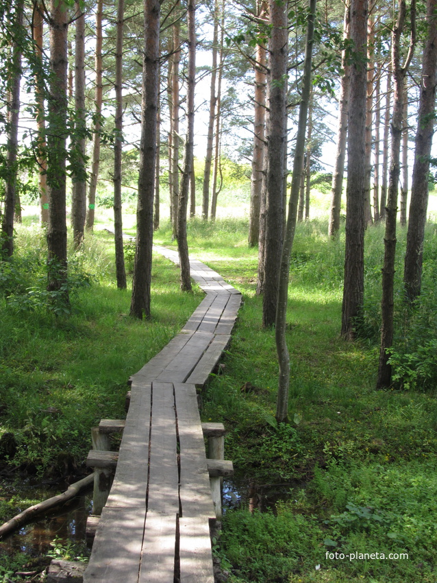 Нарвская природная тропа на ореховой горе (парк)