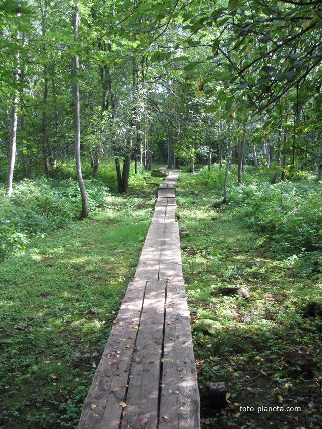 Нарвская природная тропа на ореховой горе (парк)