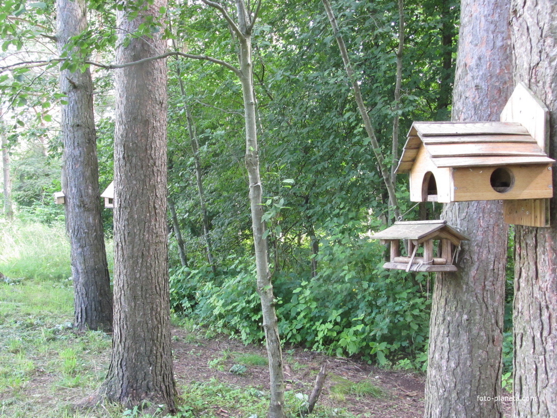 Нарвская природная тропа на ореховой горе (парк)