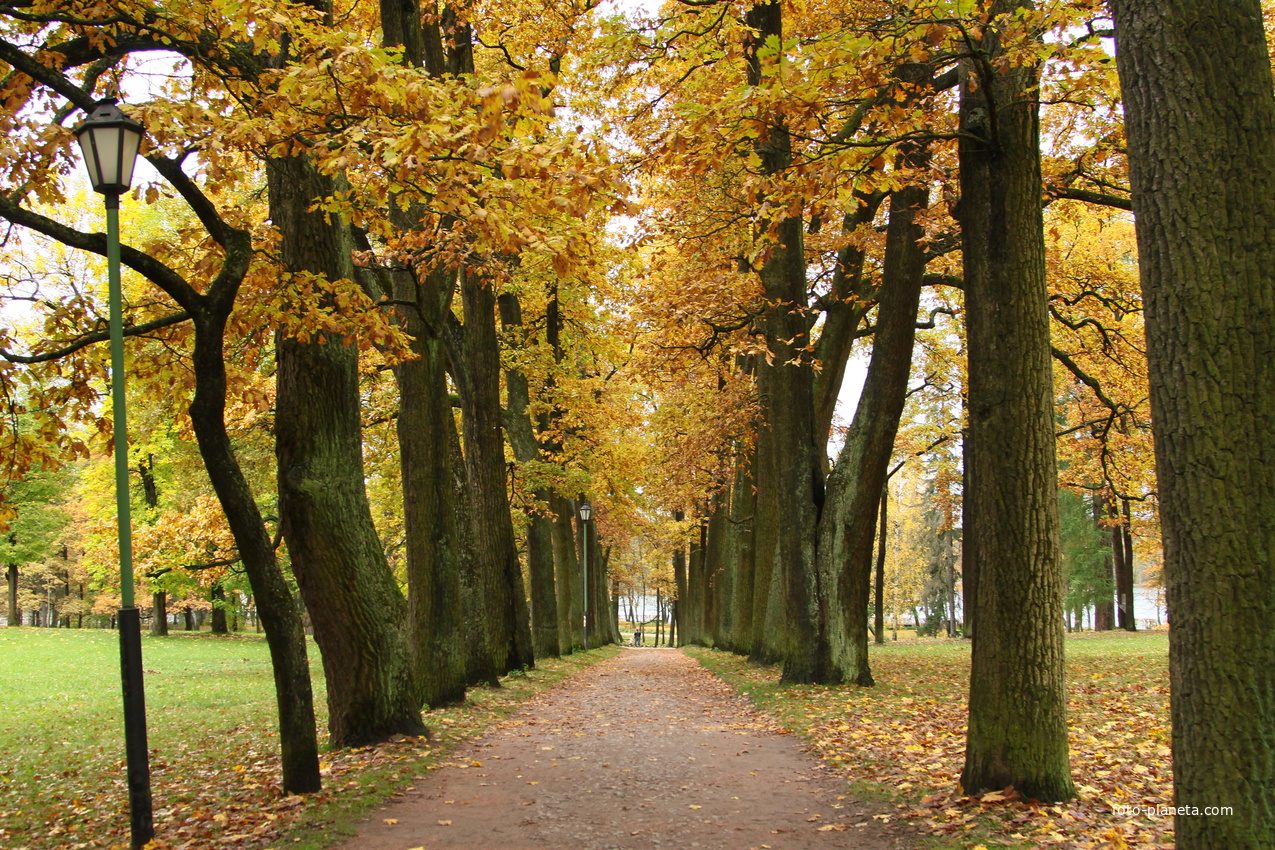 Дворцовый парк