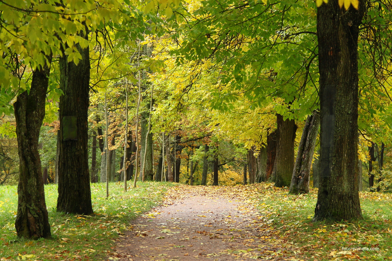 Дворцовый парк