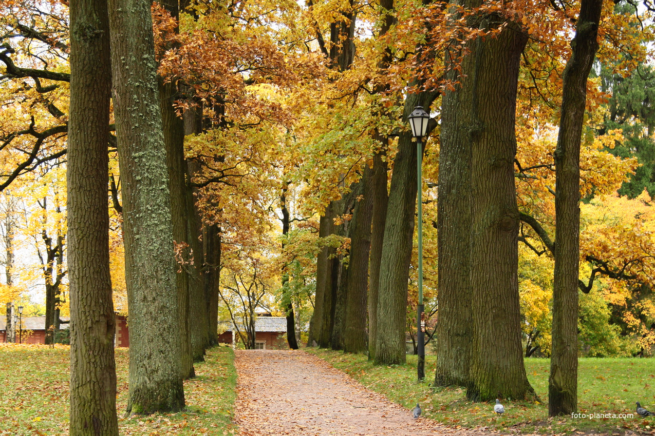 Дворцовый парк