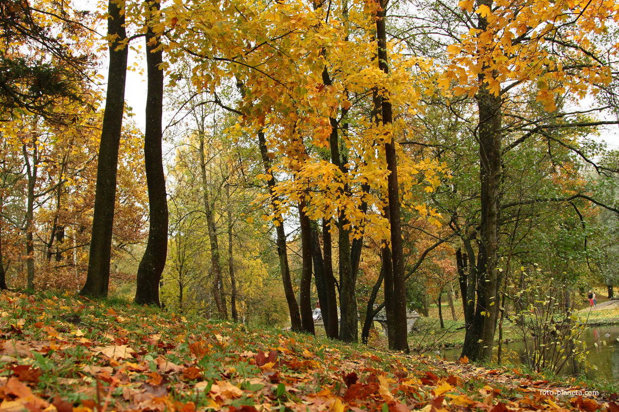 Дворцовый парк