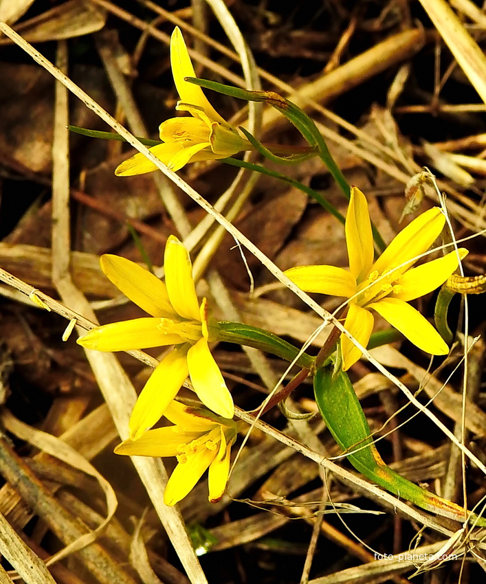 Гусиный лук, или Гагея жёлтая (лат. Gagea lutea)