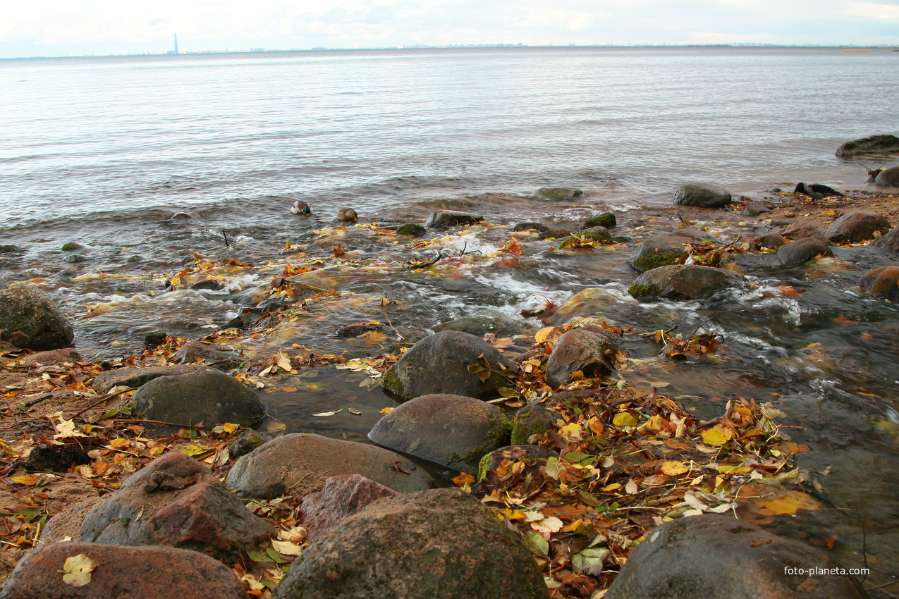 Финский залив