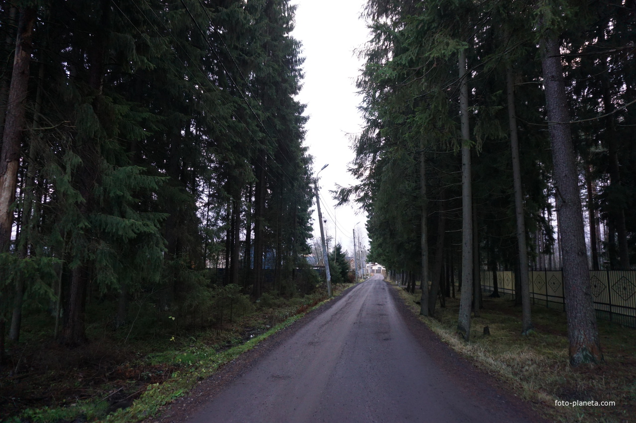 Улица Лесная 1