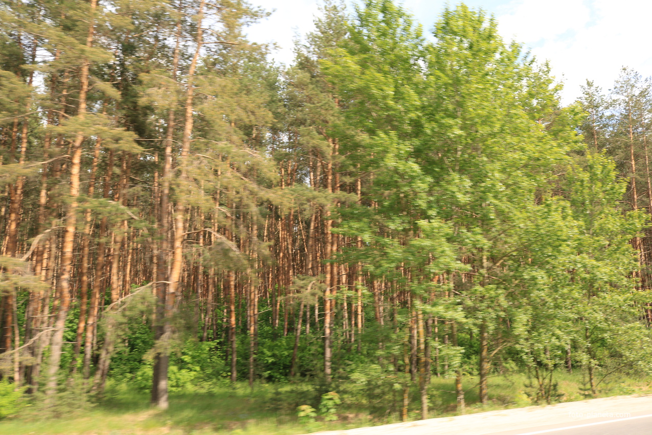 Лес на окраине села